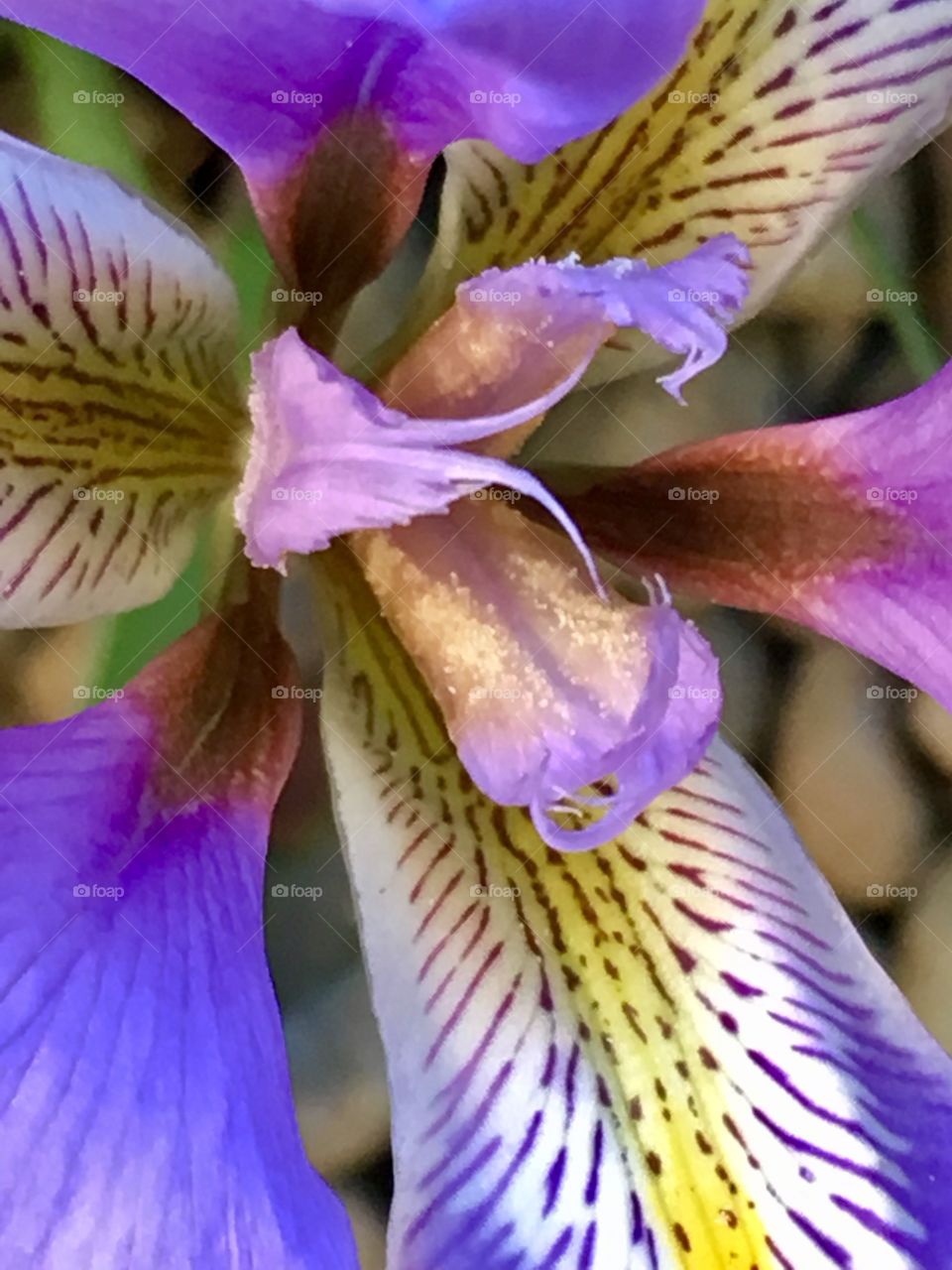 Winter iris