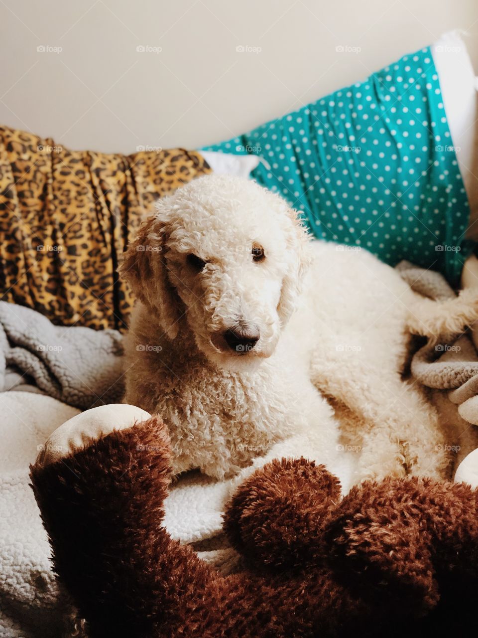 Goldendoodle dog lying on bed with pillows 