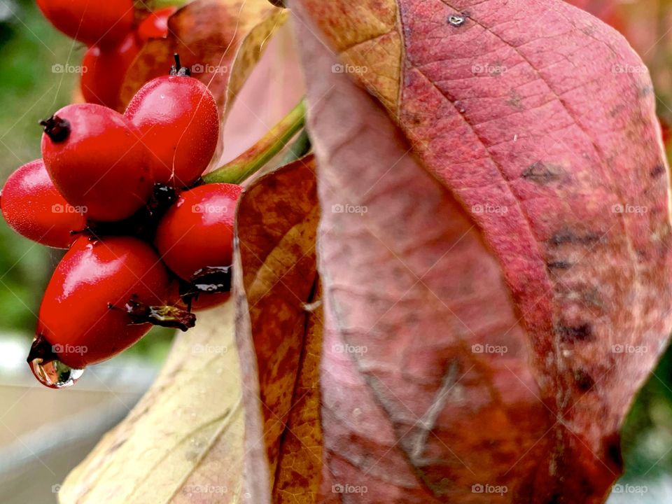 Little red berries with rain drops collecting on them on a fall tree with red and yellow leaves getting ready to fall.