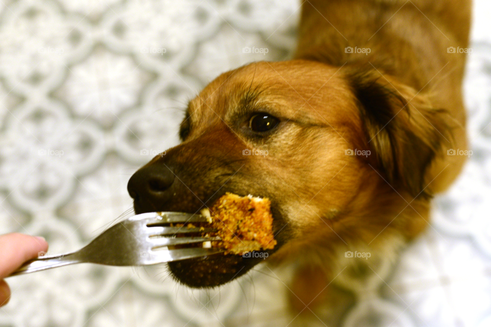 Ratchet enjoying a schnitzel