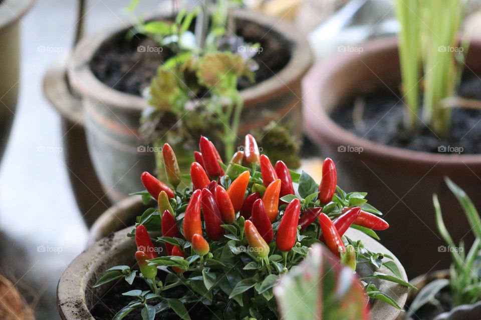 Red hot chilli pepper being replanted and growing in a ceramic pot