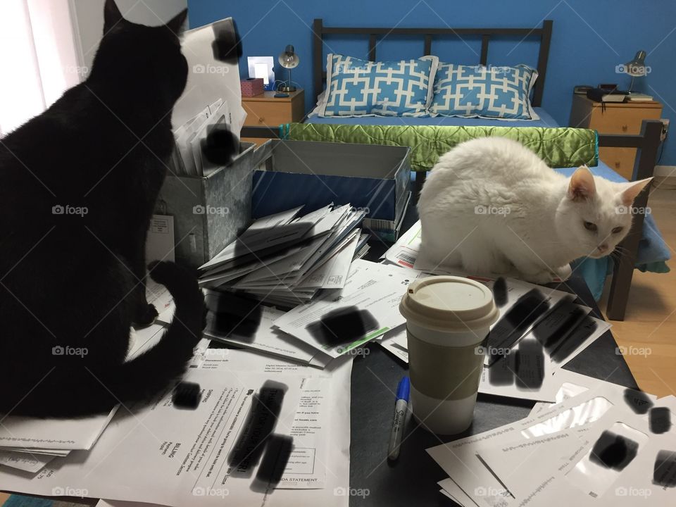 Cats Helping With Paperwork 