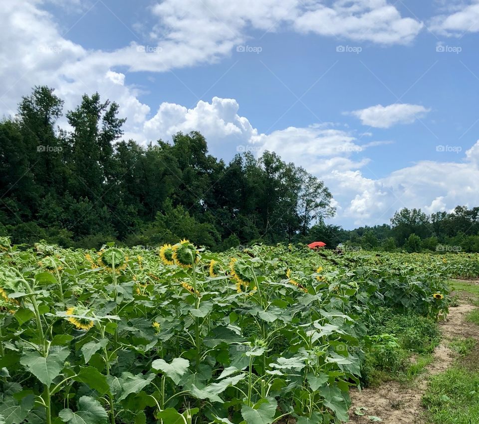 Landscape sunflower farm with tourist with red umbrella protecting from hot southern sun