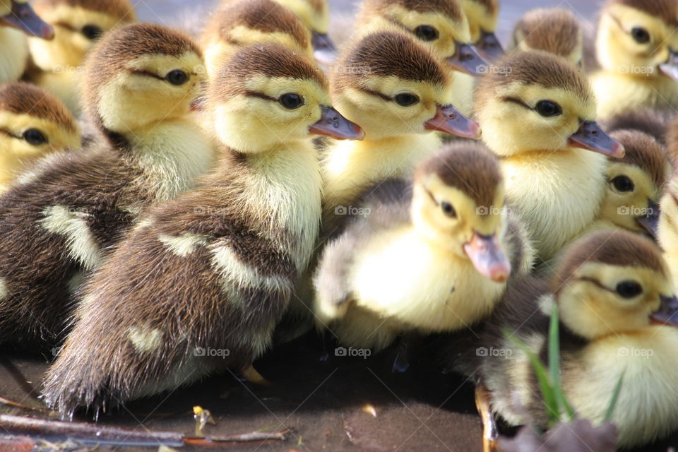 Many baby ducklings