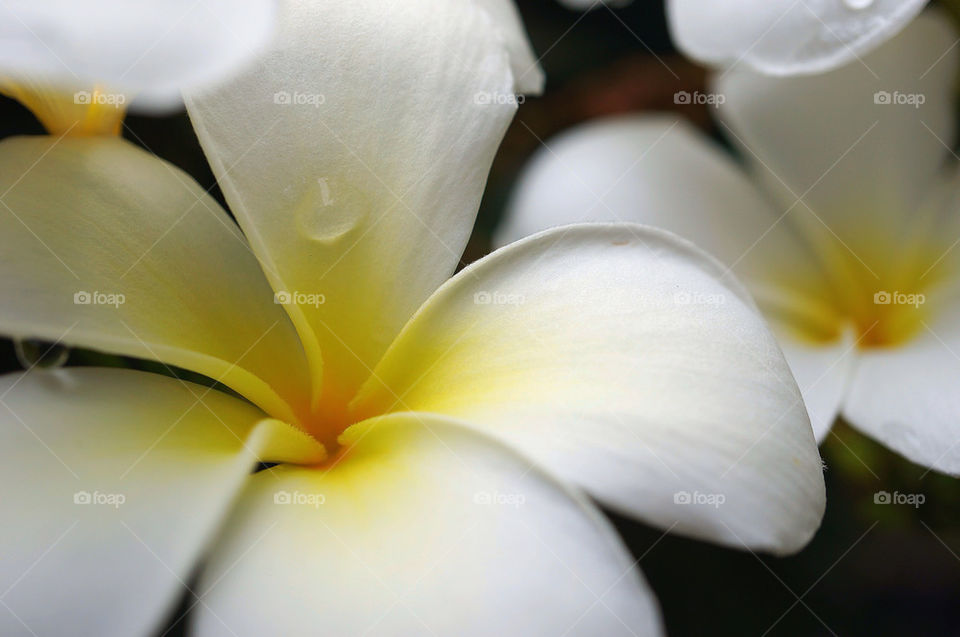 yellow closeup white petal by sonchai