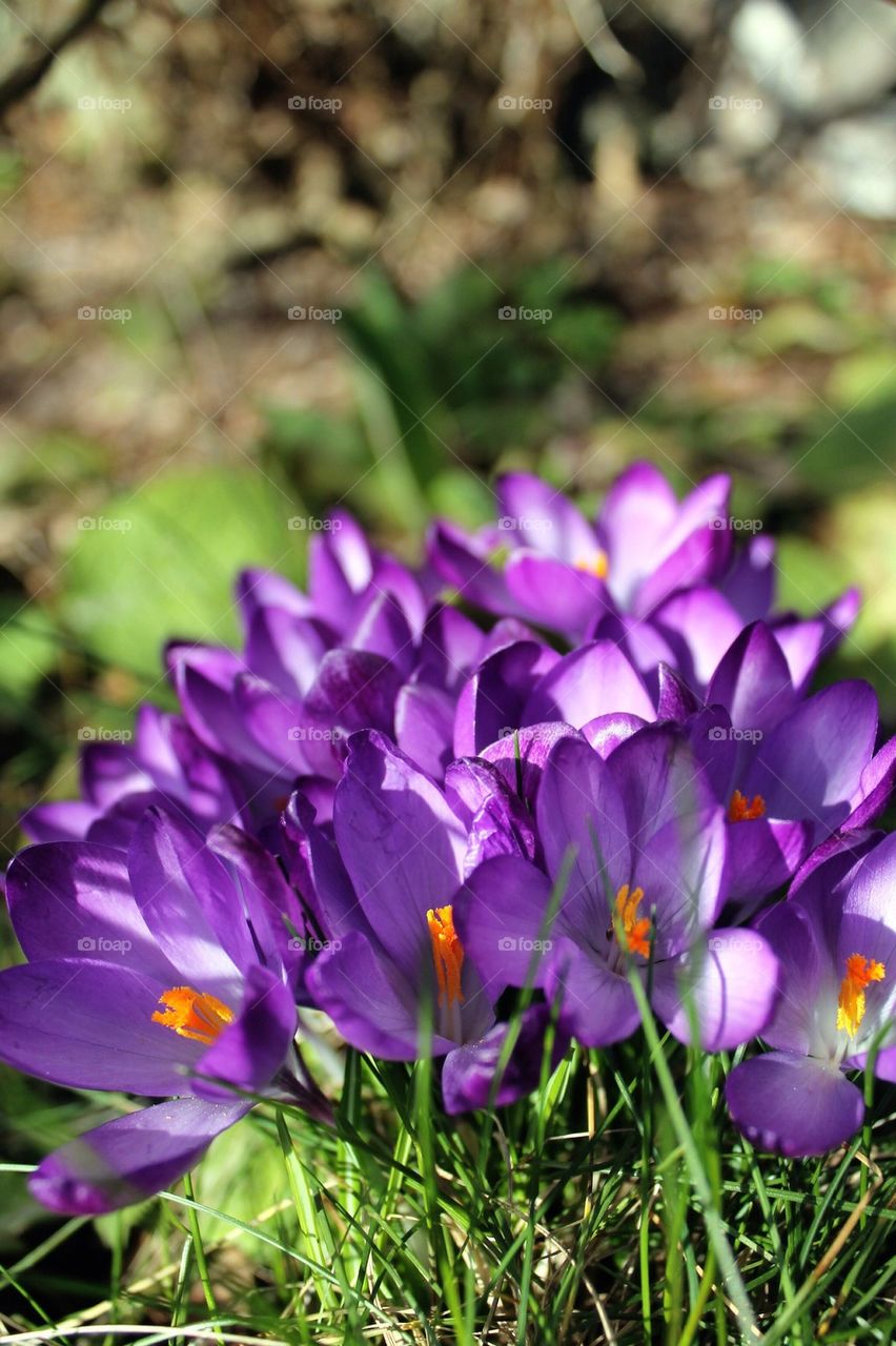 Crocus