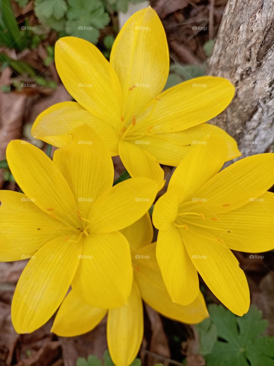 Yellow and beautiful