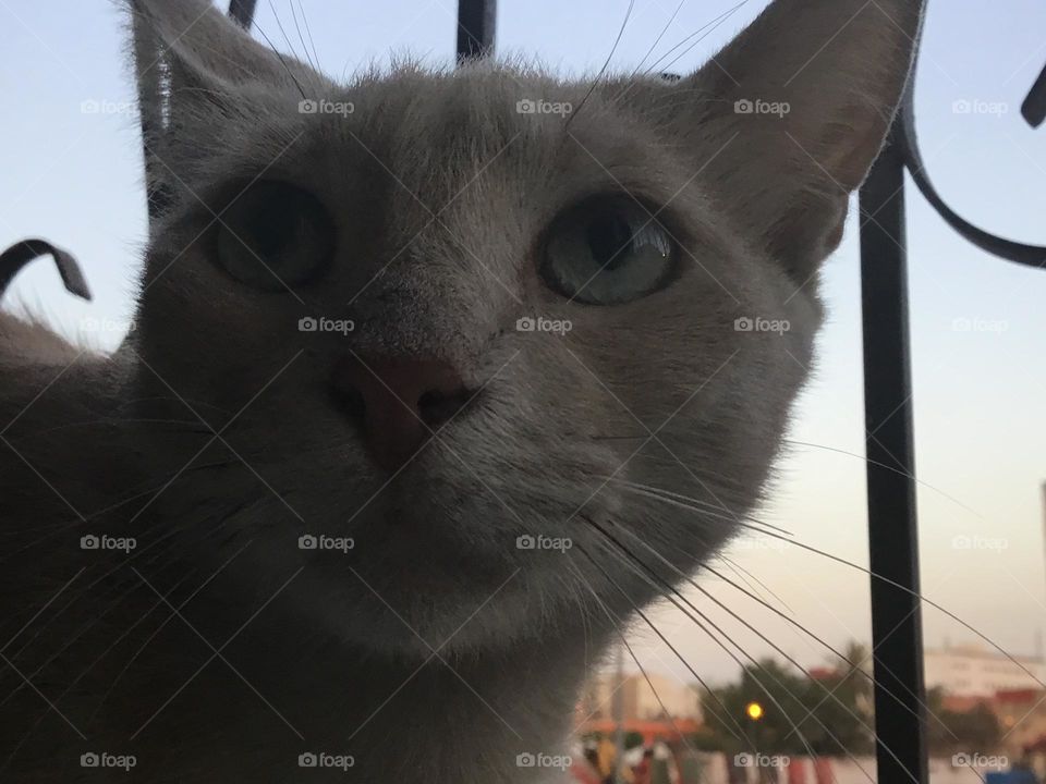 This is my cat his name His Bean a male cat I miss him so much♡