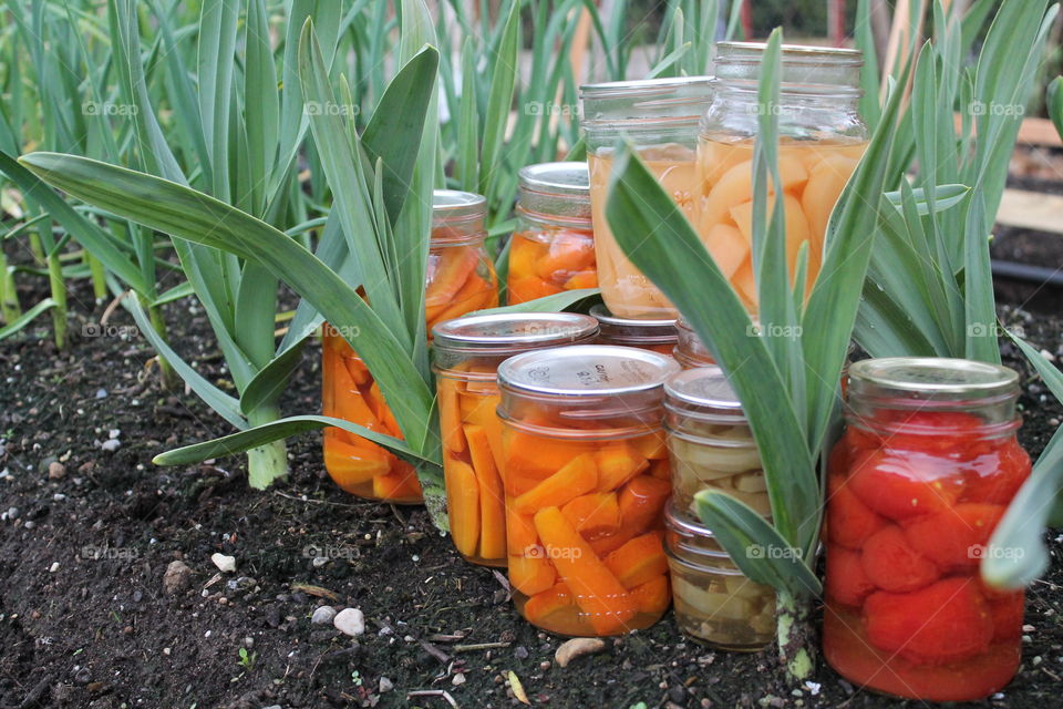 Close-up of pickled in plant