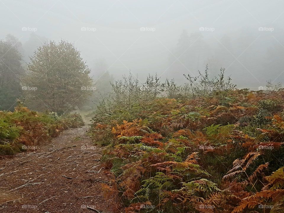 Foggy walk