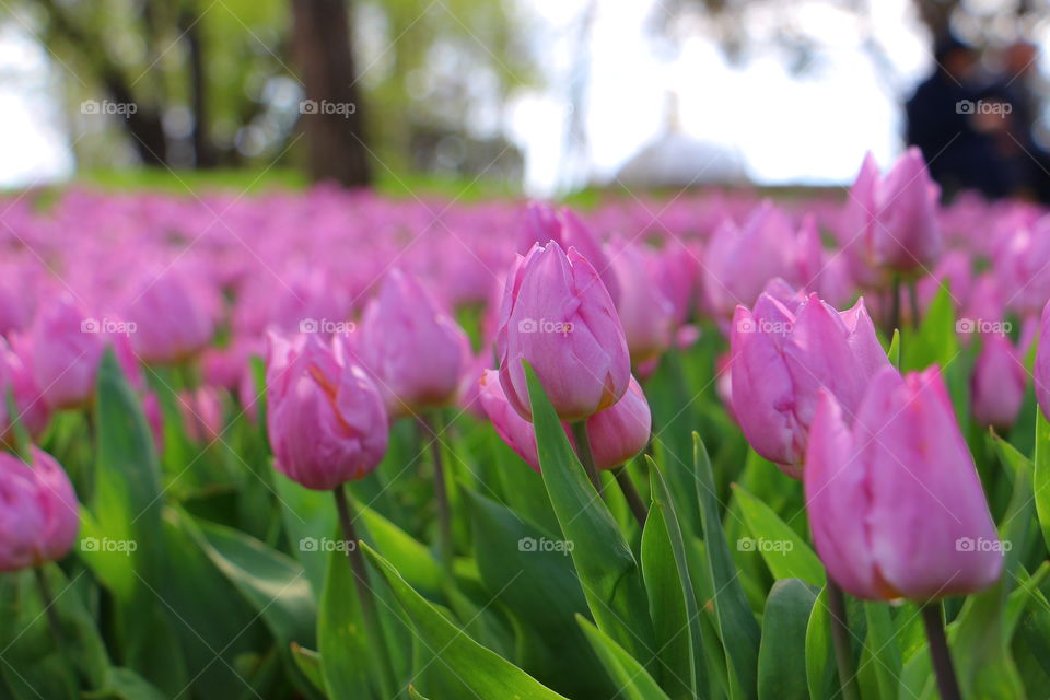 Tulip, Nature, Flower, Garden, Leaf