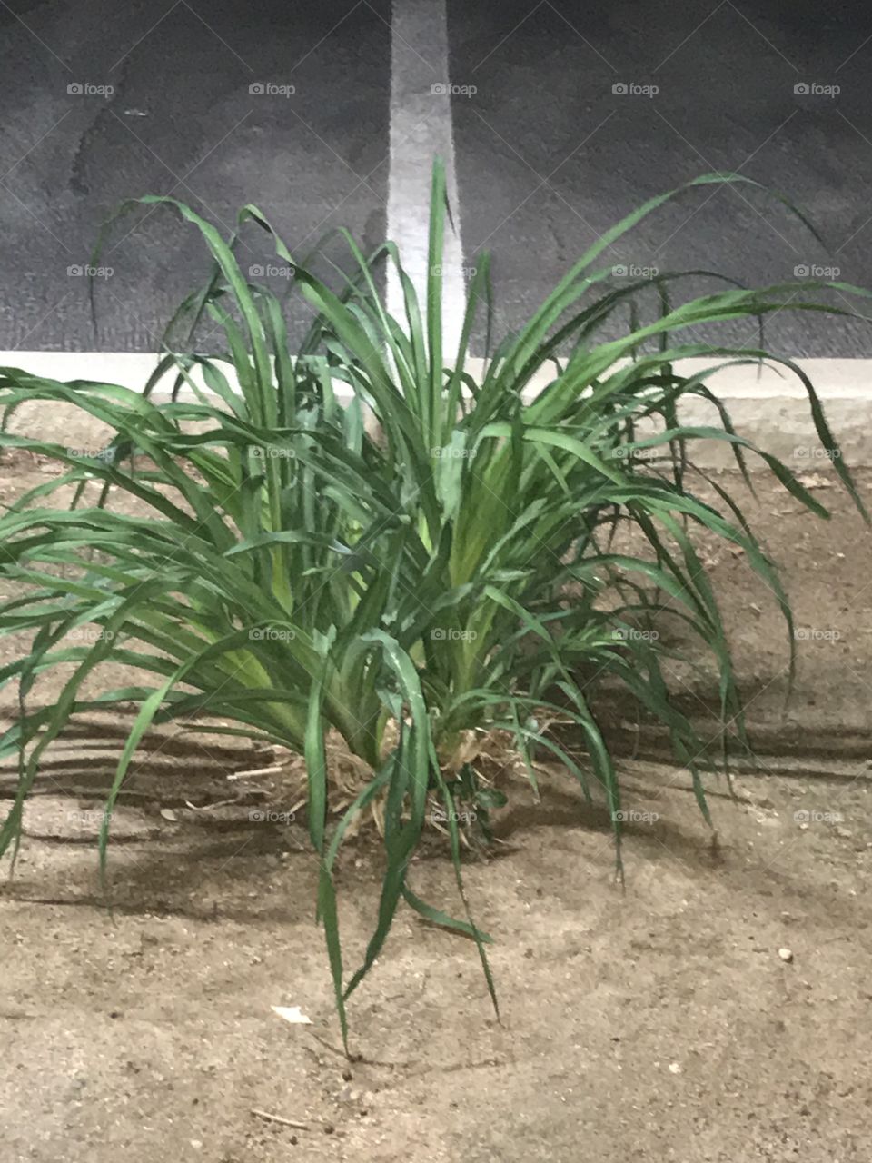 Spider plant at night in the church parking lot. It appears simply adorable. A sight for sore eyes it is no doubt.