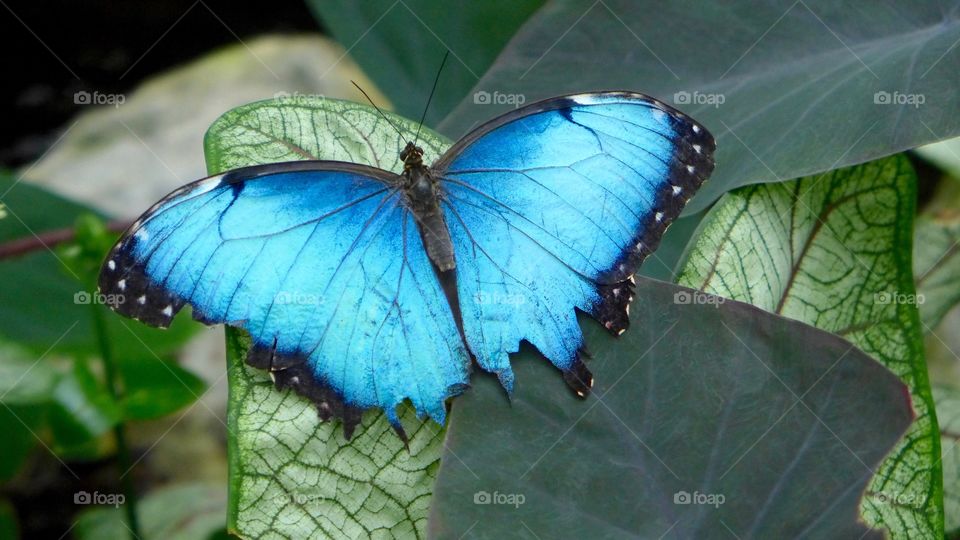 Blue morpho butterfly 
