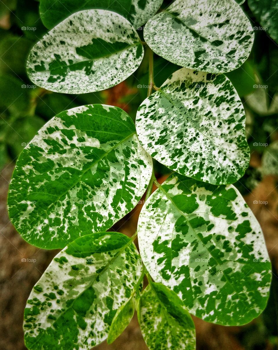 shade's of green 💚, nature have it's own beauty shade's, which are awesome.