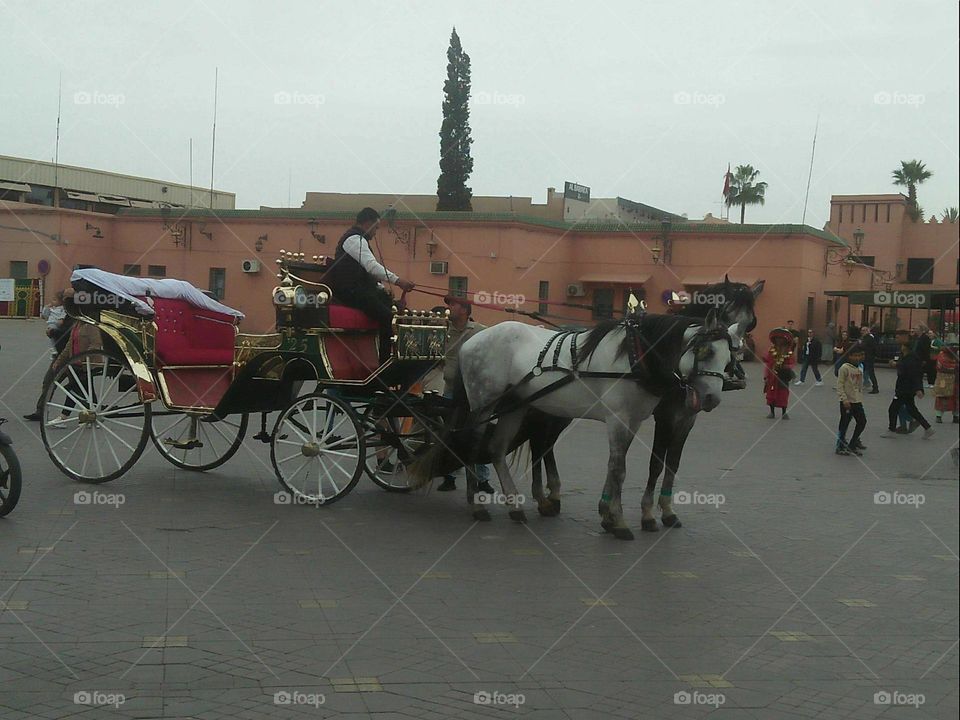 Public transport in Morocco:  Caleche.