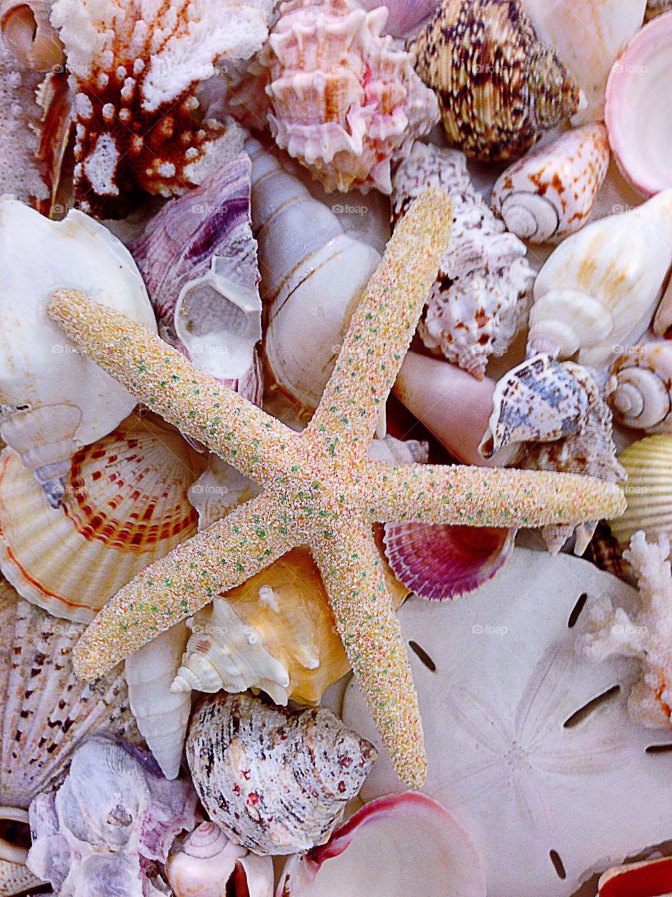 Seashells and a starfish