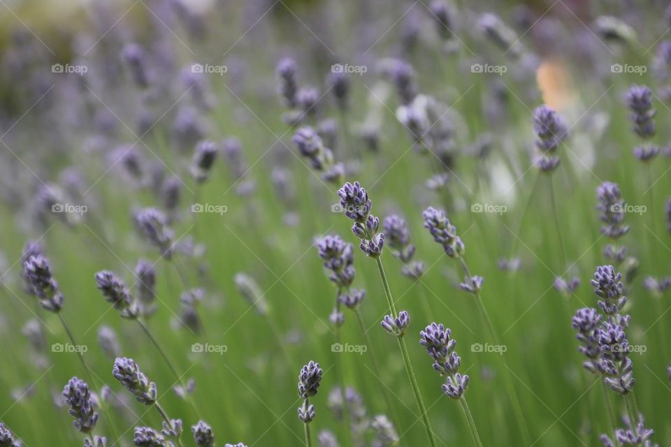 closeup of lavender in the field 