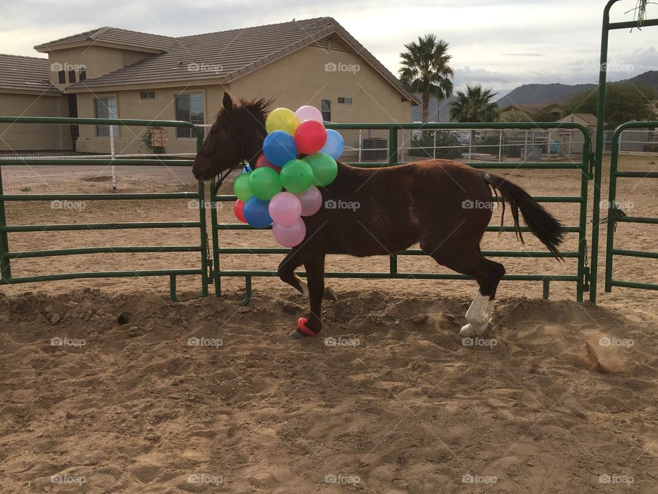 Doc BLM mustang with Balloons