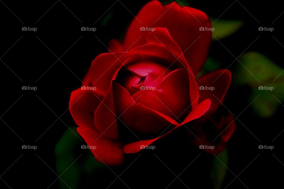 Red rose, roses, love , flowers 