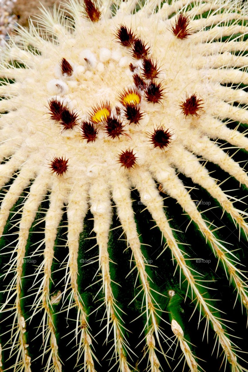 Cactus flowers 