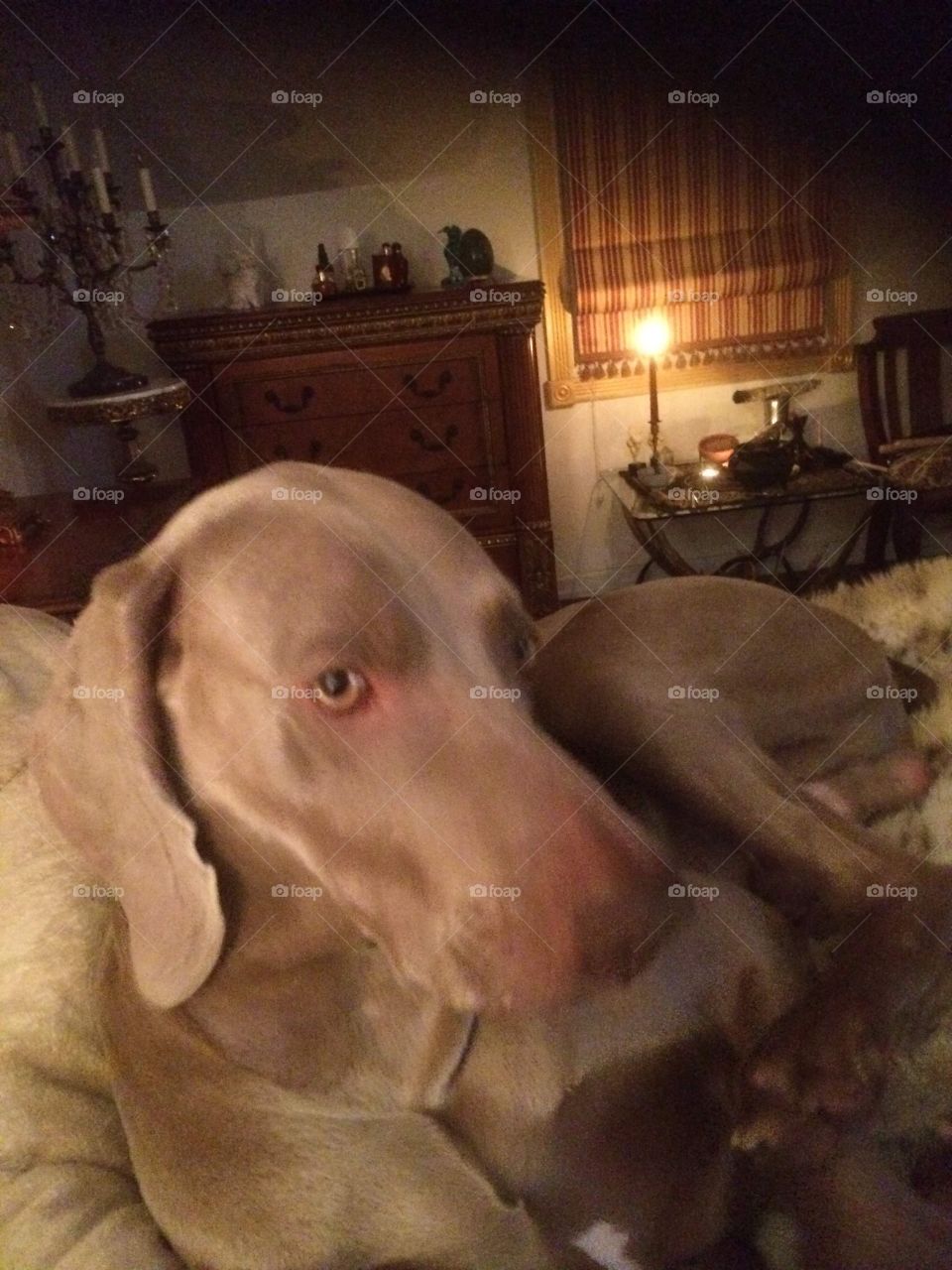 Samson the Weimaraner relaxing on a cold winter’s night. Candle glows on altar. 