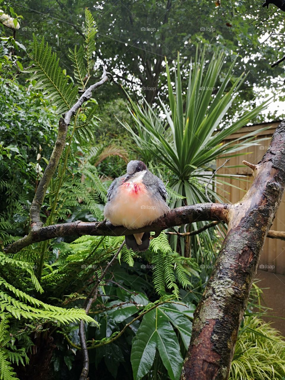 A bird at the zoo