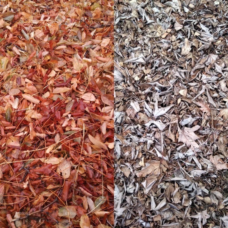 Two photos of leaves put together without a border