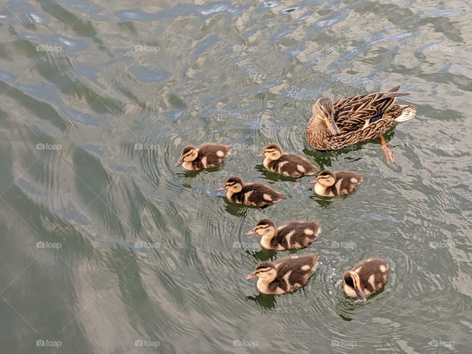 A Lake in Utah with Mommy and Baby Ducks ©️ Copyright CM Photography