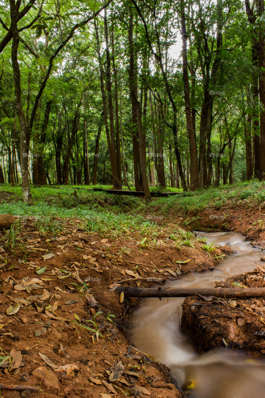 stream running in a green forrest