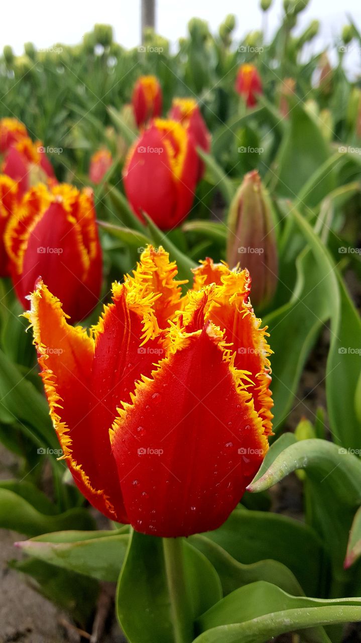 Tulip Time
