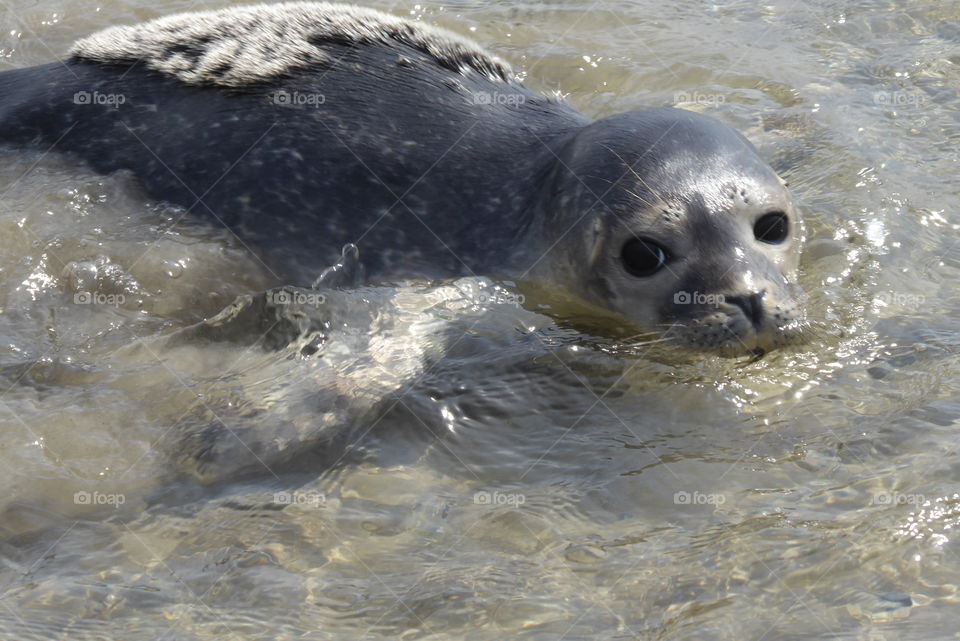 Cute baby seal in the wadden sea - St. Peter Ording Germany 