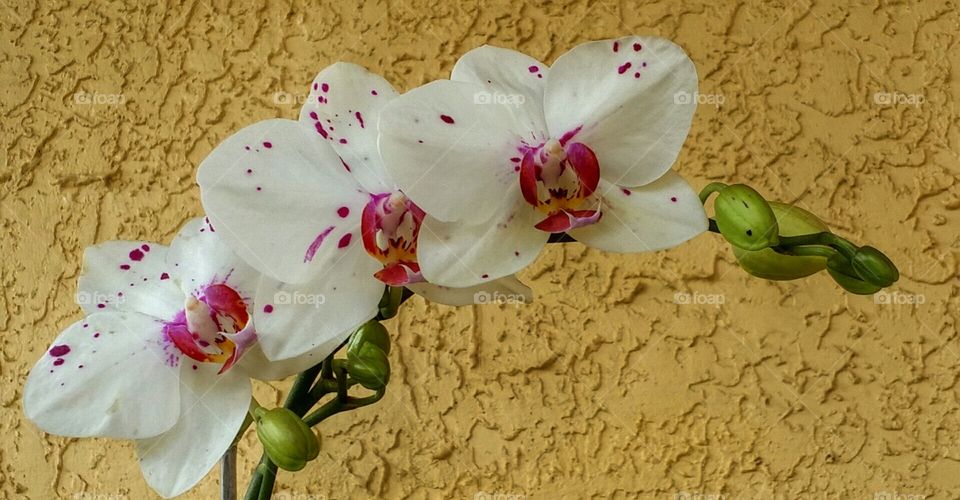 gorgeous trio. springtime orchids