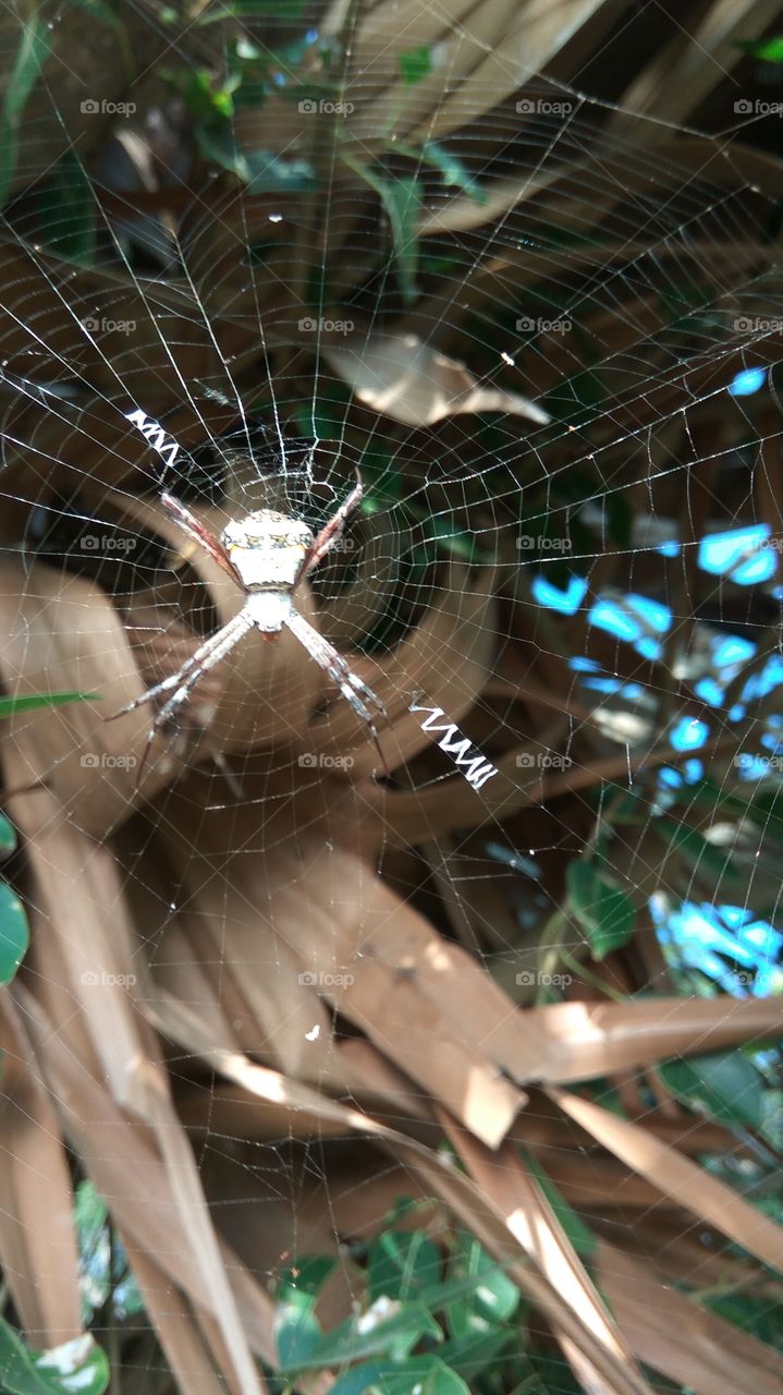 Best photo of spider