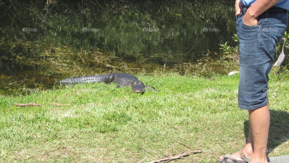 Alligator 