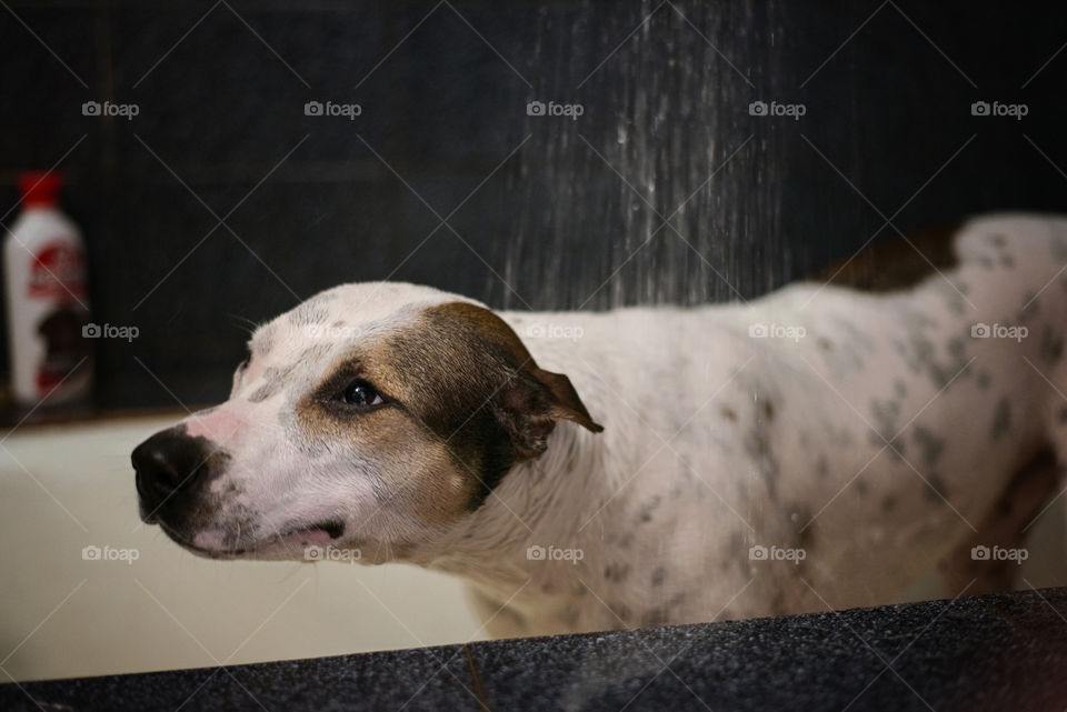 pit bull dog bathes in a bathroom