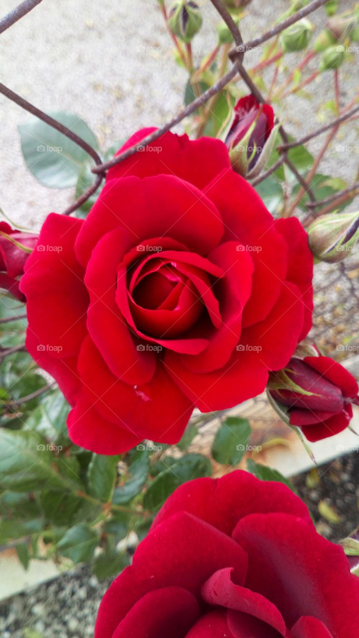 Rosa rojo