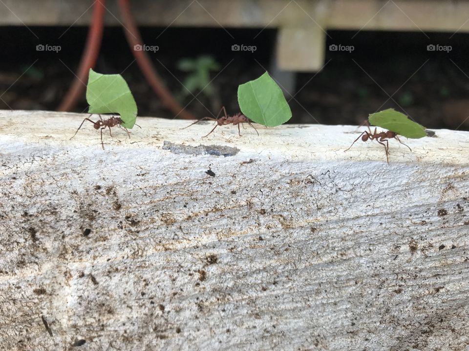 Leaf cutter ants 