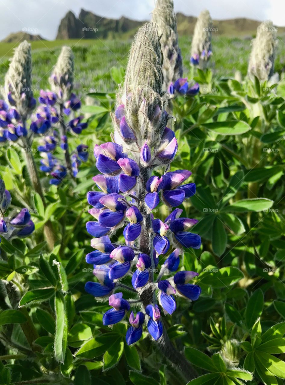 Lupine flower