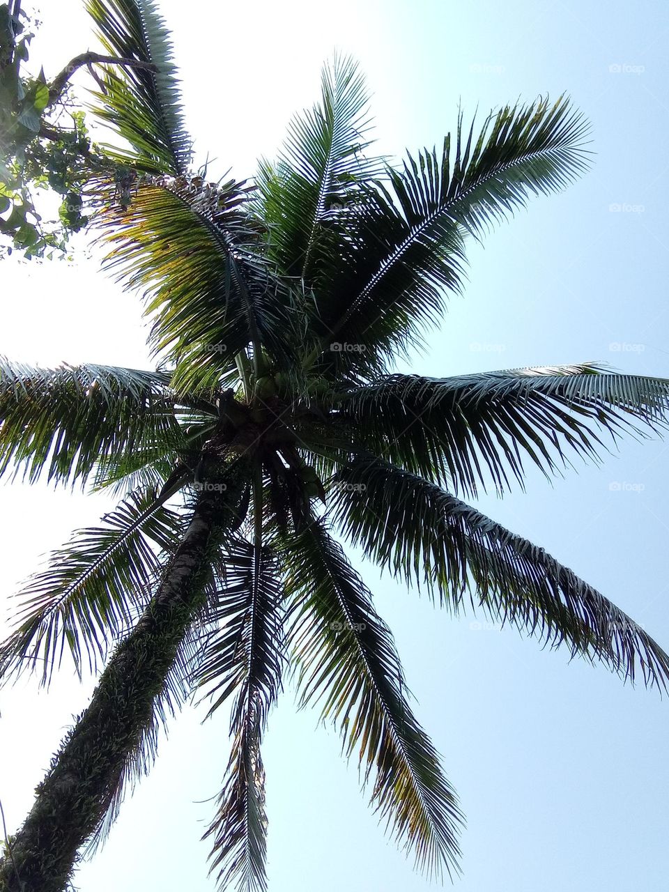 We were strolling along the river side when we pass this coconut tree its leaves creates a beautiful shade during the summer🙂