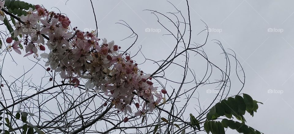 Cassia barkeriana Linn, Chenggong Township, Taitung County