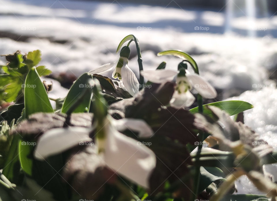 The first flowers in my garden