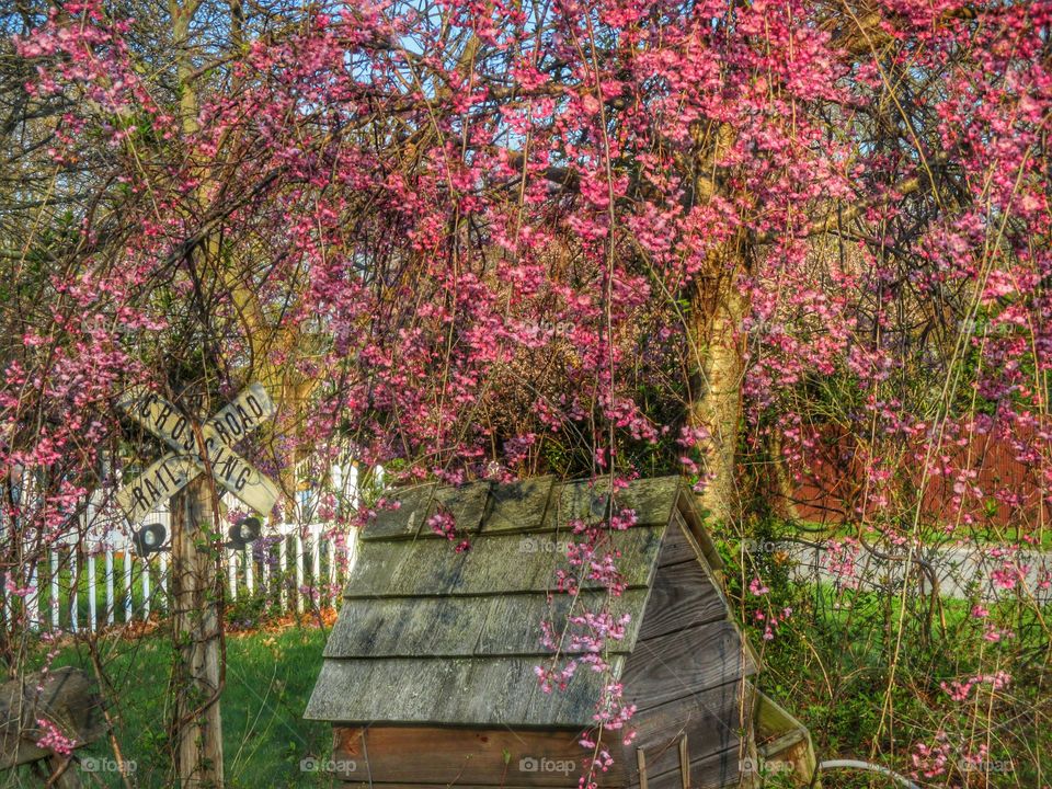 Flower, Nature, Tree, Garden, Season