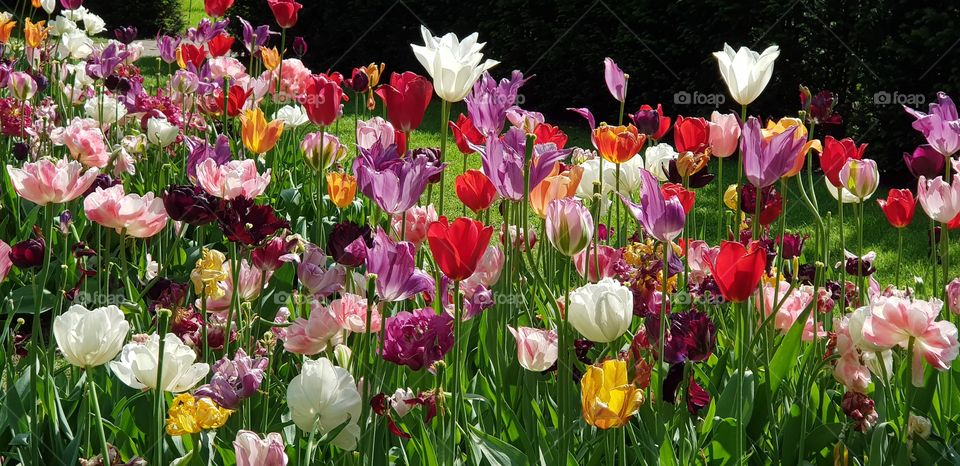 Tulips, Flowers, Colorful, Leafs, Park, Spring,  nature, floral, flora, garden