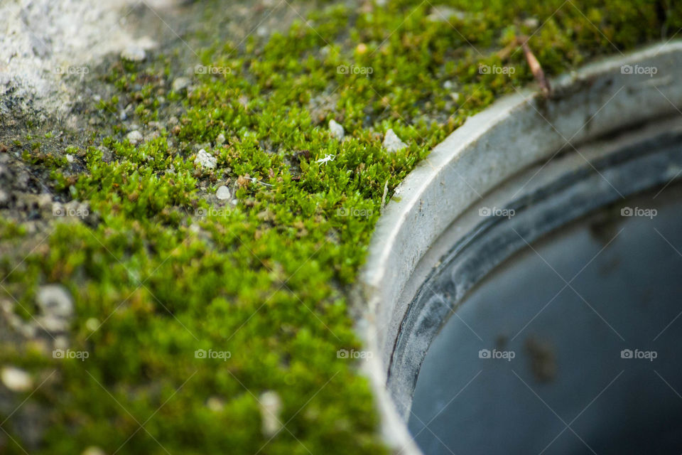 Closeup grass