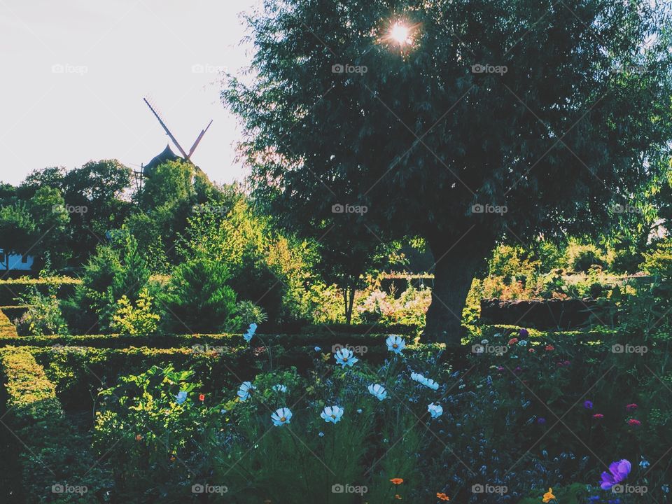 Windmill in the park