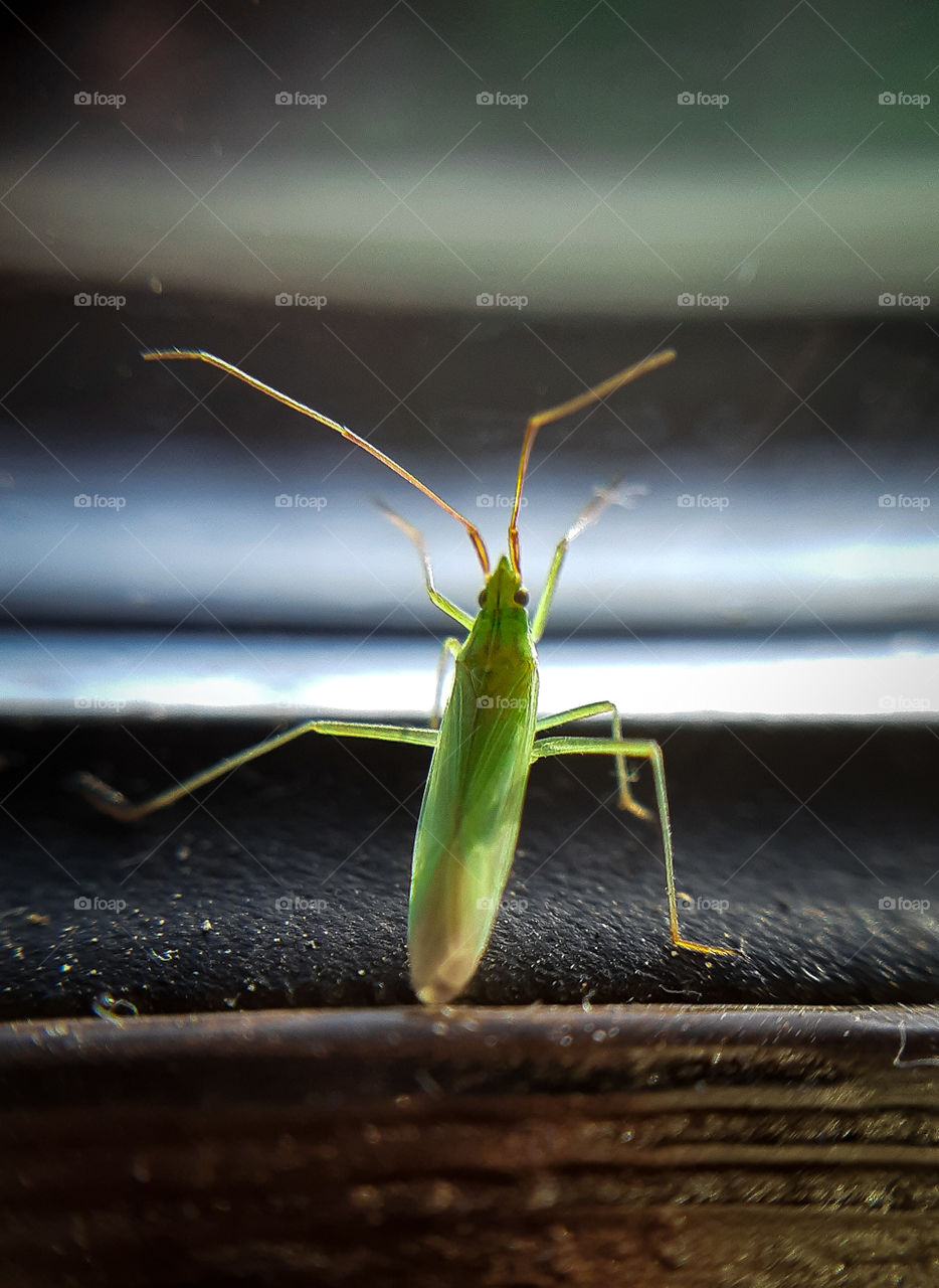 macrophoto of grasshopper made with phone