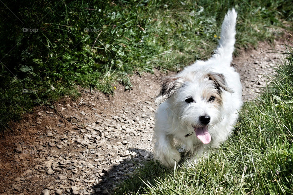 happy dog animal puppy by olijohnson