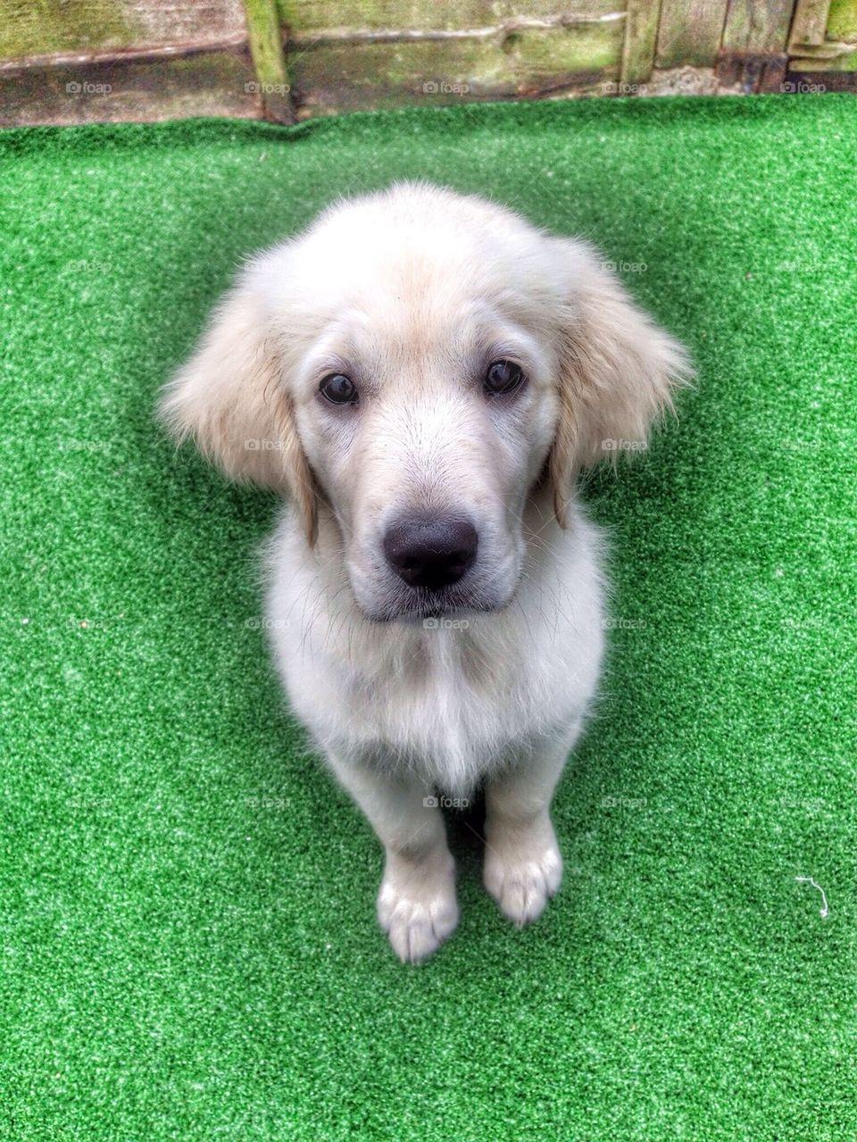 Sweet Zoe - Golden Retriever