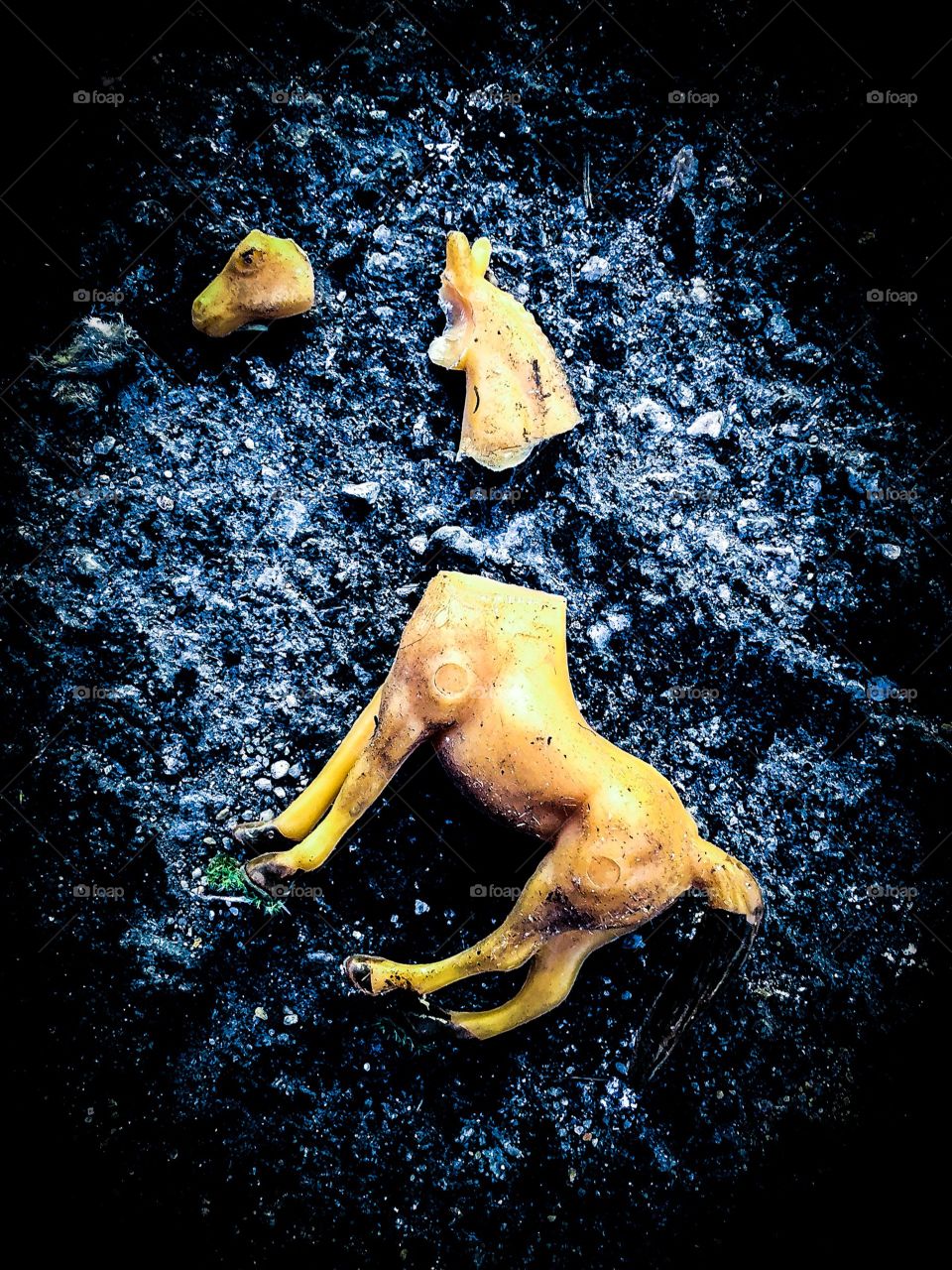 Concilius equus spectat 