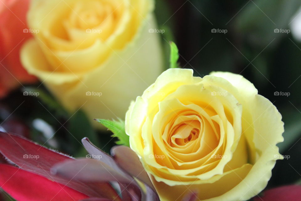 Rose, Wedding, Love, Flower, Romance